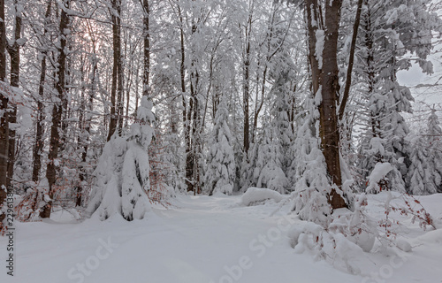 The trees in the winter forest are densely covered with fresh, loose snow. winter forest after heavy snowfall. The winter forest in the Carpathians is covered with a thick layer of loose snow © ihorhvozdetskiy