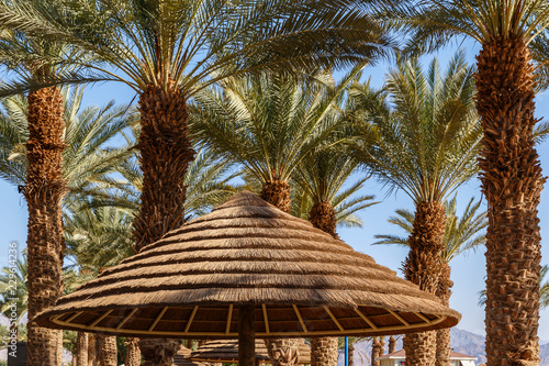 Umbrella of reeds and palm ...