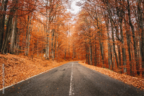Autumn forest road © Calin Stan