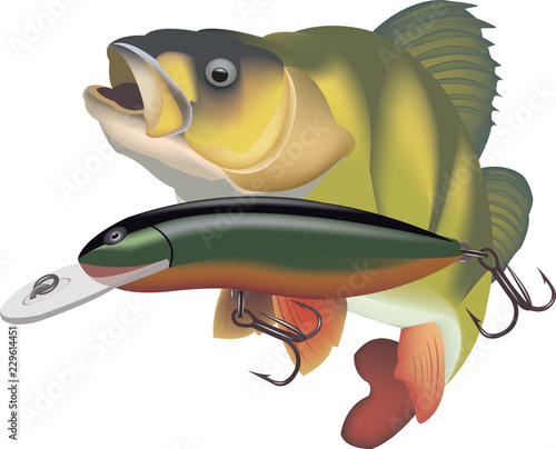 pesce persico predatore  con esca artificiale
