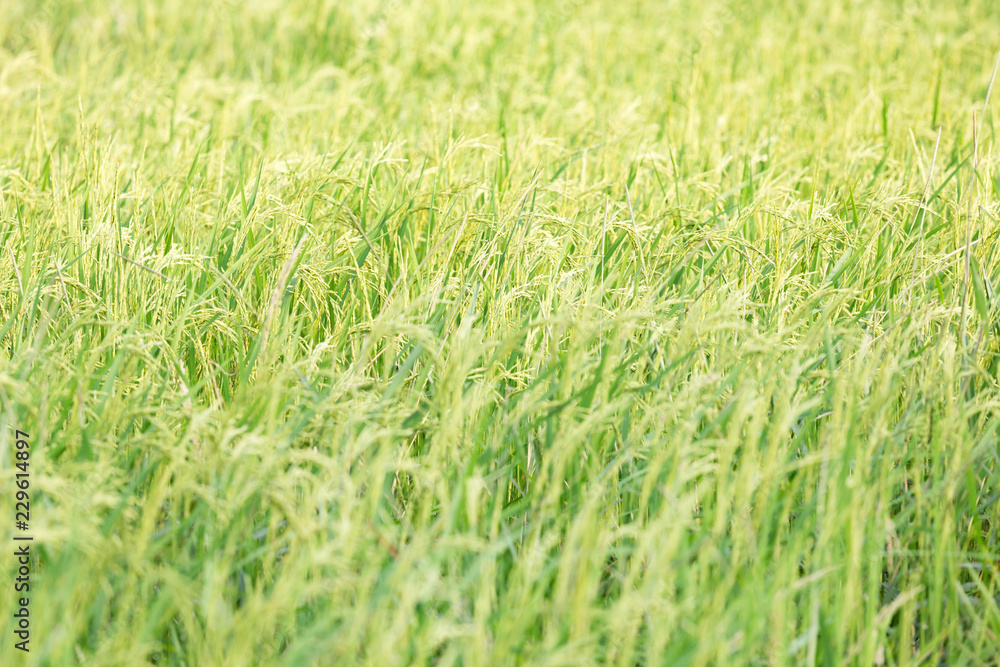 An organic asian golden rice farm during the sun set in the countryside of Thailand. An organic asian golden rice farm during the sun set in the countryside of Thailand.