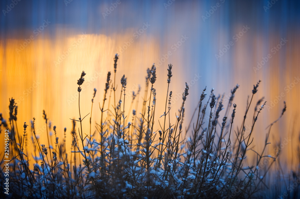 Obraz premium Lavenders (Lavandula angustifolia) in winter against window lights. Selective focus and shallow depth of field.