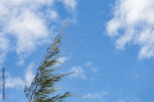 Pine leaf swaying on the blue sky