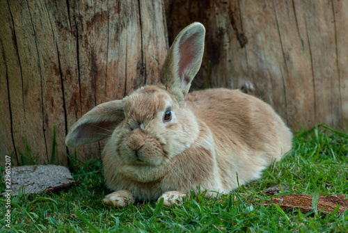 Kanninchen Hase