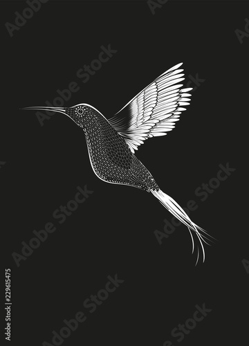 Kolibri Zeichnung auf schwarzem Grund
