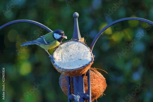 Great-tit, parus major, feeding at a coconut half on a bird feeder,