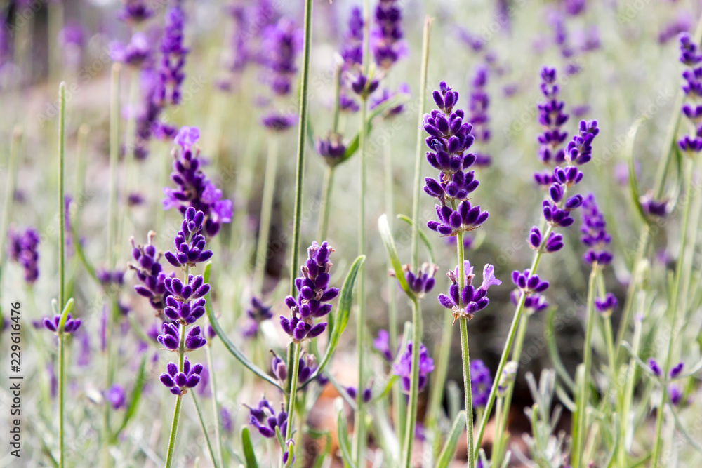 Obraz premium Flowering lavender closeup
