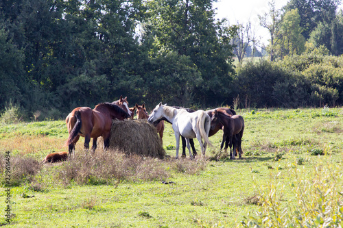 The horses at the haystack © Сергей Зыков