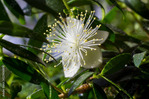 Fotografie One white myrtle flower (Myrtus communis) close up
