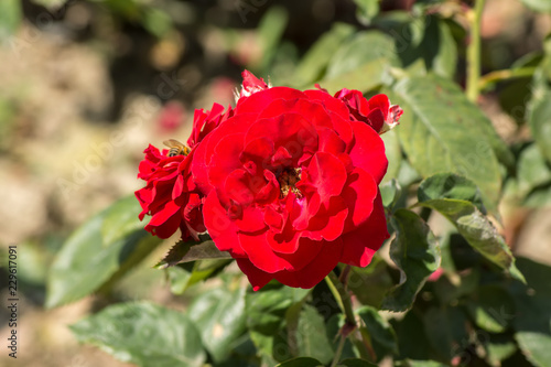 Bright red roses