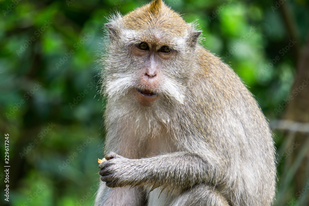 Cute macaque poses and smiles for the camera. Taken in the monkey forest placed in Ubud, Bali. Scientific name of the monkeys are Macaca fascicularis.