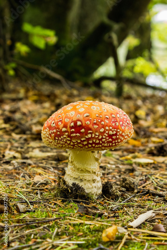 red_ toadstool