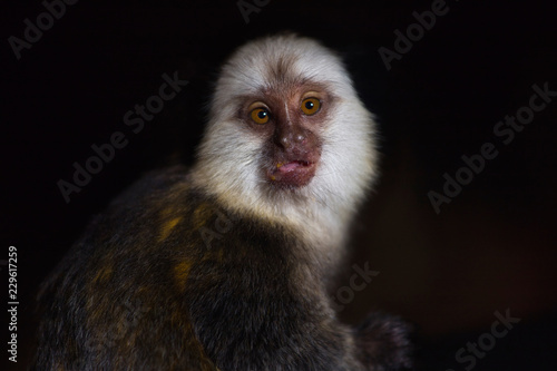 Portrait of adult female white-headed marmoset (Callithrix geoffroyi)