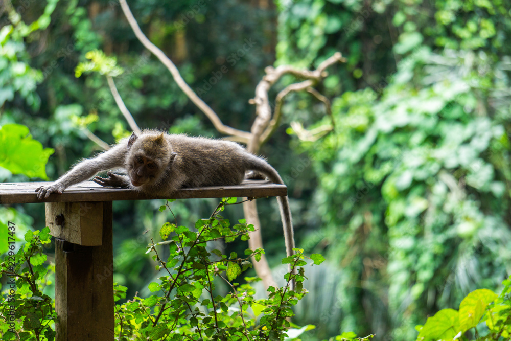 Obraz premium An adorable macaque monkey having a good time on a bench, while posing for the camera in the sacred monkey forest in Ubud, Bali. The scientific name of the apes are Macaca fascicularis.