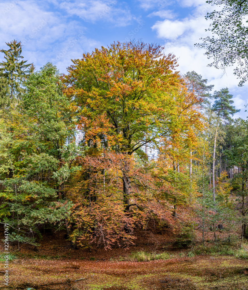 Fototapeta premium Baum im Herbst