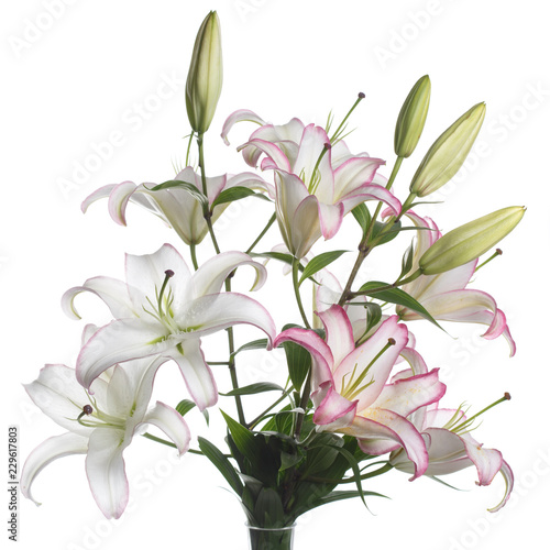 Branch delicate flower liliii isolated on white background.