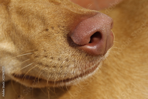 Nariz podenco con detalle