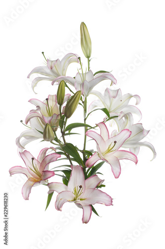 Fototapeta Naklejka Na Ścianę i Meble -  Branch delicate flower liliii isolated on white background.