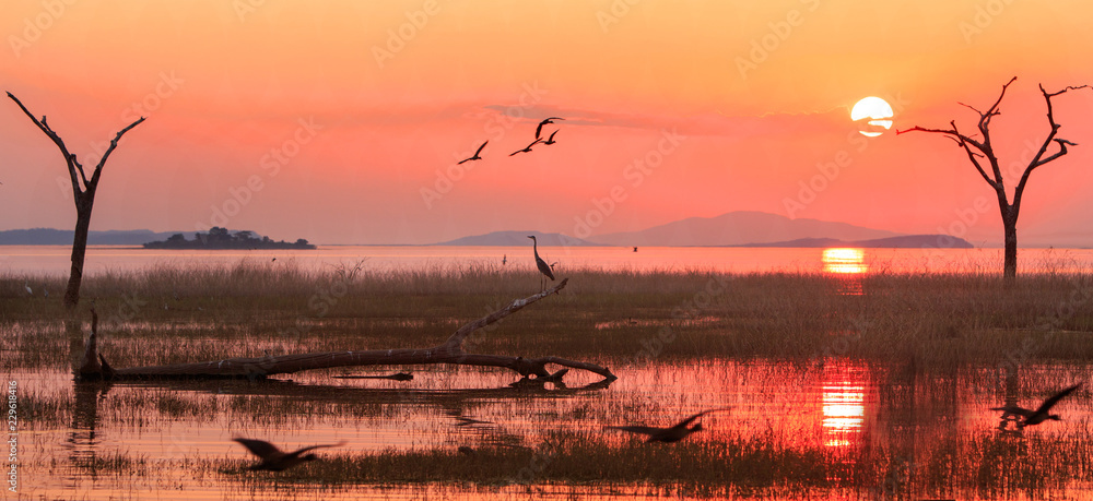 Panorama of a sunset over Lake Kariba with a silhouette of a Grey Heron and Egyptian Geese in flight.  Matusadona NationalPark, Zimbabwe - obrazy, fototapety, plakaty 