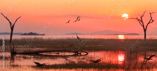 Panorama of a sunset over Lake Kariba with a silhouette of a Grey Heron and Egyptian Geese in flight.  Matusadona NationalPark, Zimbabwe photo