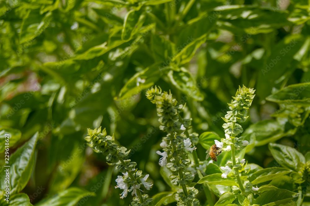蜜を集めに来たミツバチ 蜜を集めに来たミツバチ