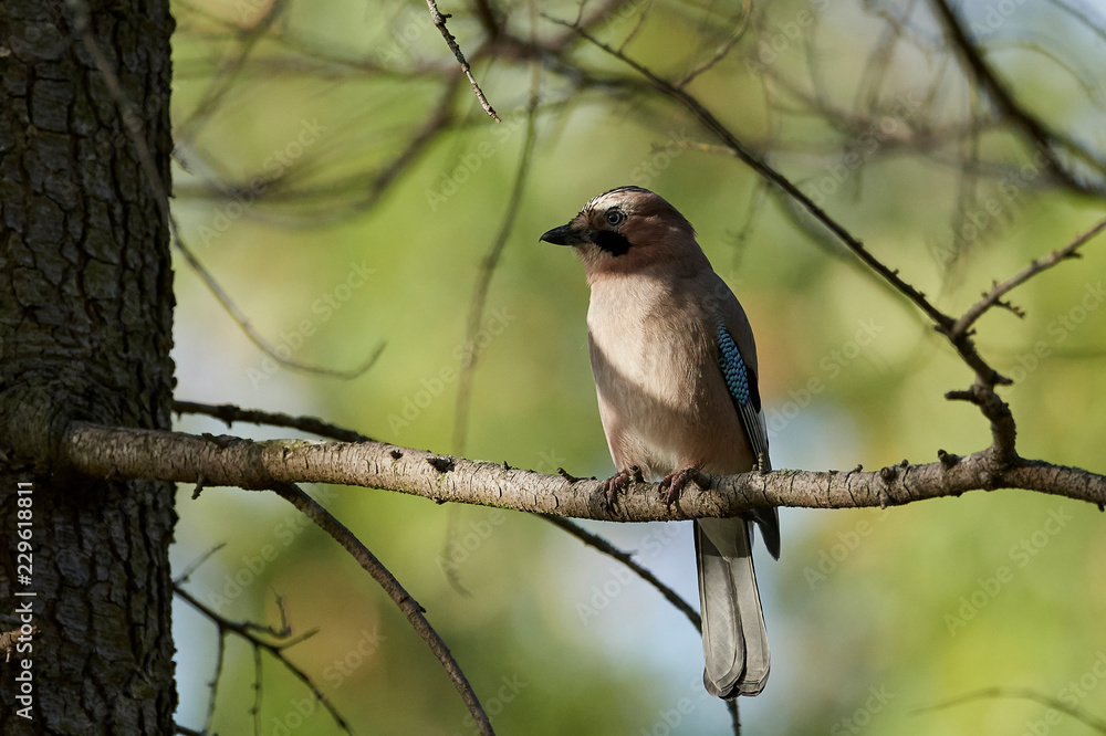 Eurasian jay (Garrulus glandarius) Eurasian jay (Garrulus glandarius)