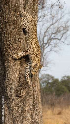 Lone leopard climbing fast down a high tree trunk in nature during daytime
