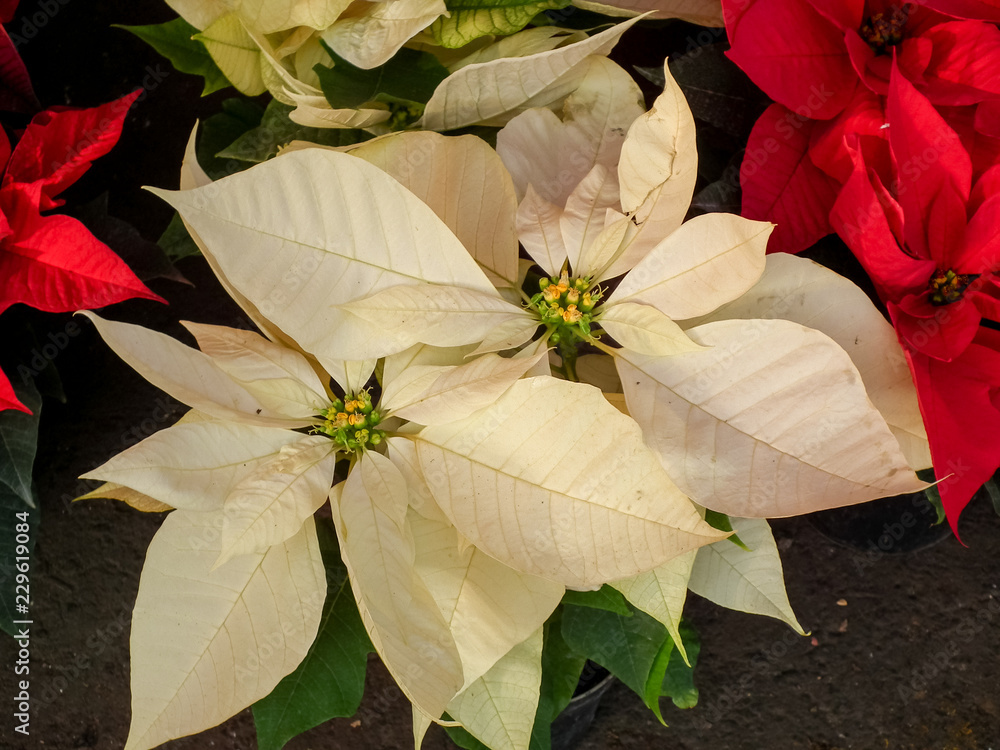 flor de noche buena navidad blanca roja verde tallos pistilos Stock Photo |  Adobe Stock