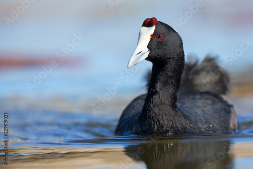 Canvastavla Lone Red Knobbed Coot swimming on a pond with perfect reflection