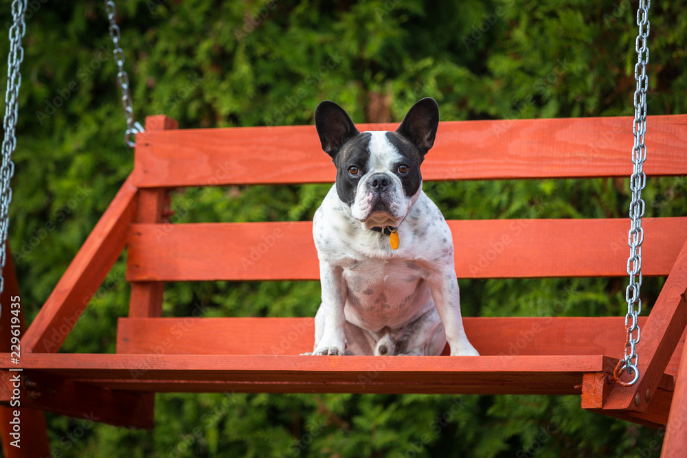 French bulldog sitting on the rocking bench French bulldog sitting on the rocking bench
