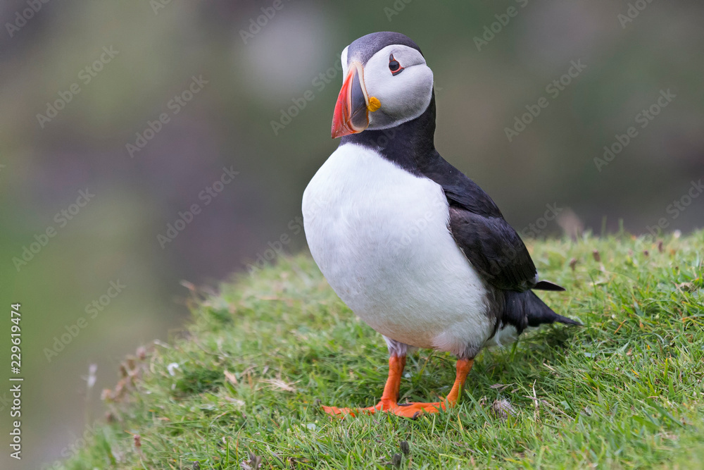 Puffin on Shetland Island resting on green grass of a sea cliff Puffin on Shetland Island resting on green grass of a sea cliff