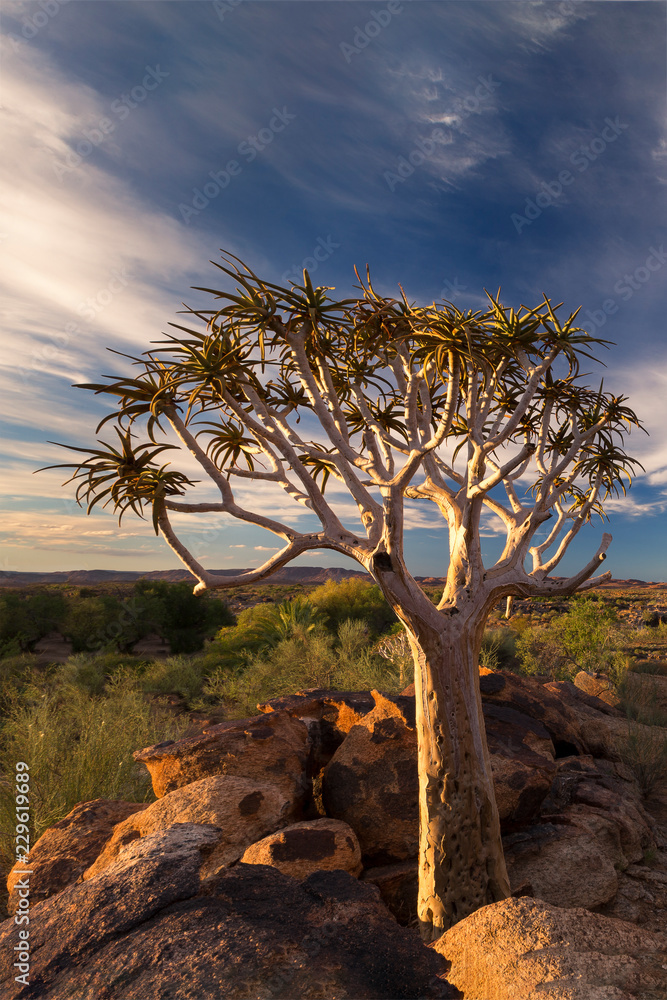 Obraz premium Landscape of a Quiver Tree with blue sky and thin clouds in dry desert