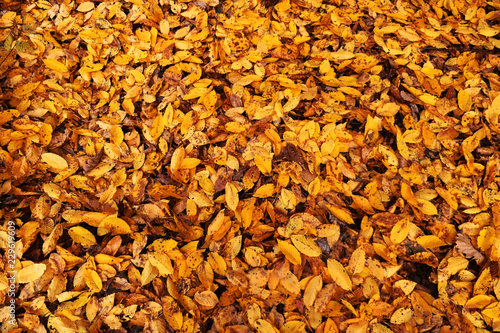 small yellow leaves background