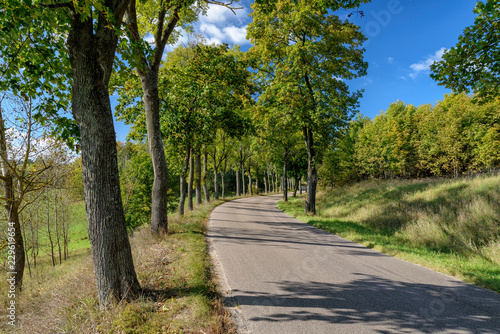 Allee in Masuren in Polen photo