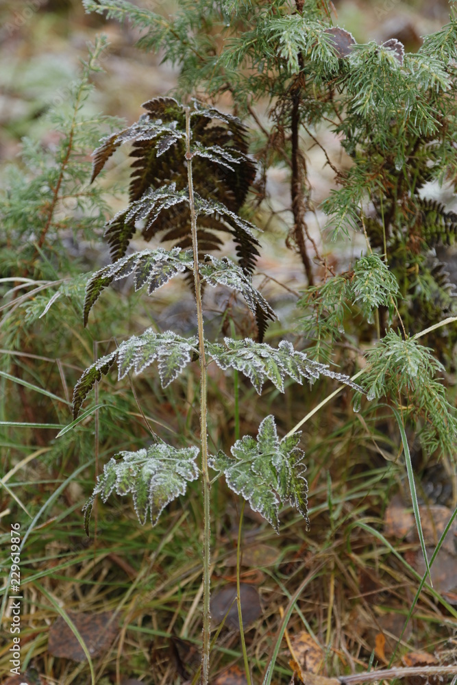 Fototapeta premium Autumn in Finland