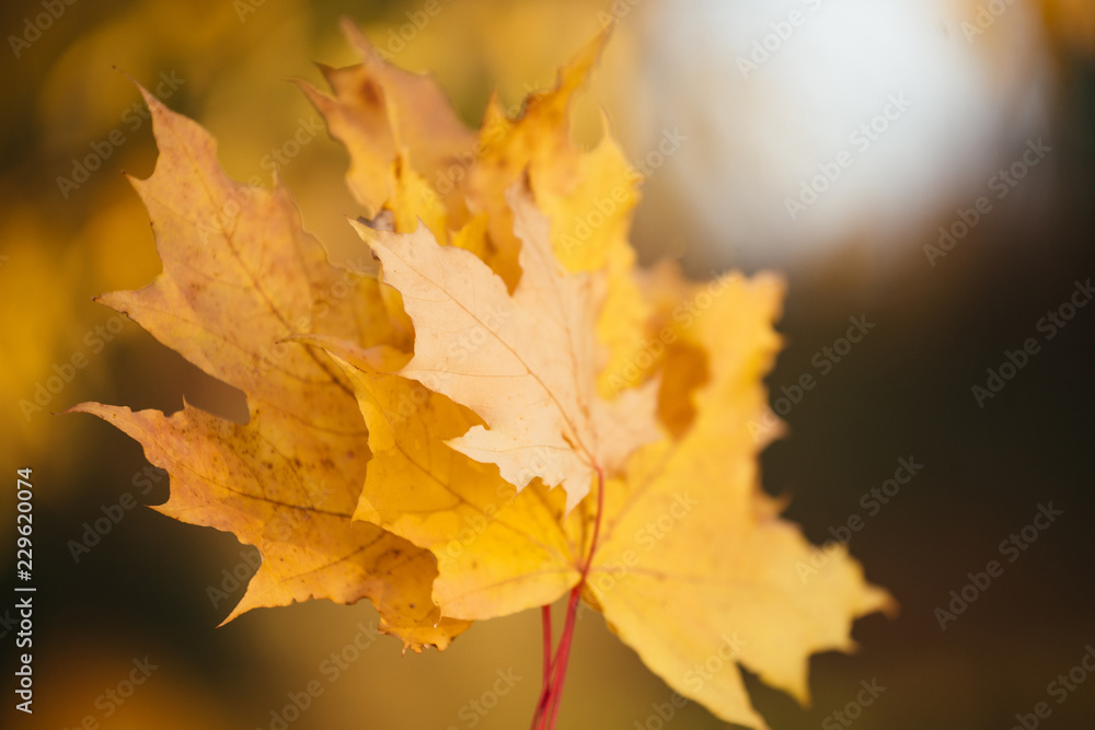 Autumn colors and beauty