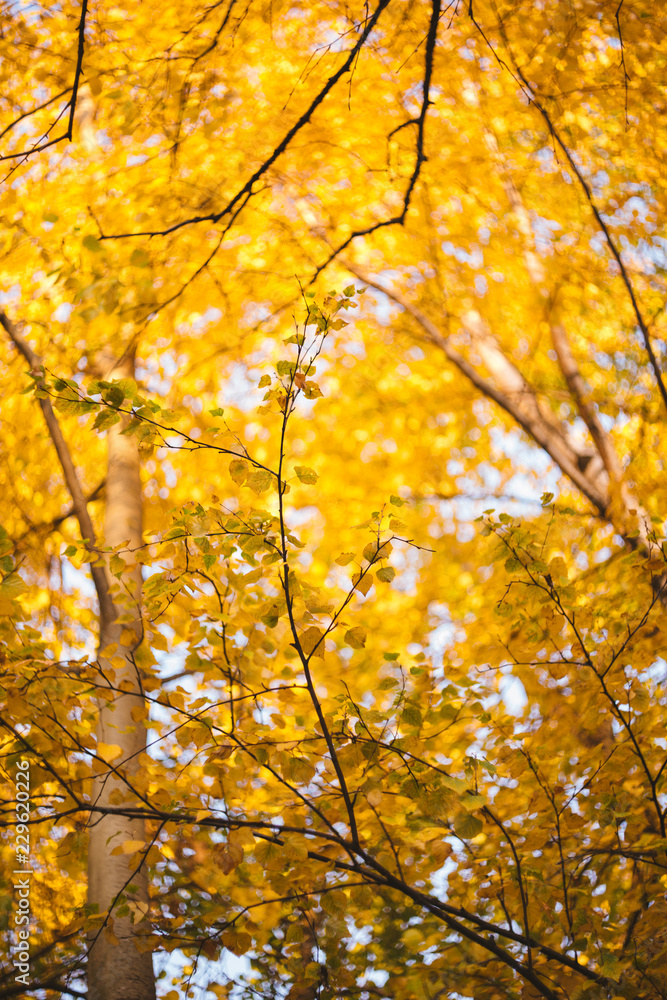 Autumn colors and beauty Autumn colors and beauty