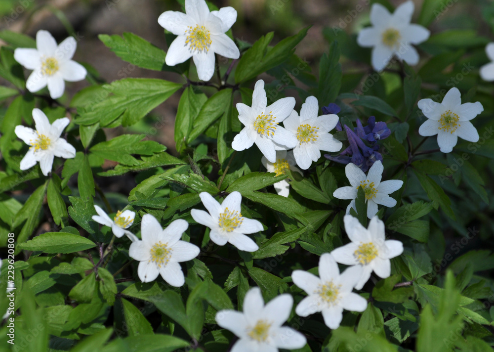 Spring flowering Anemone nemorosa