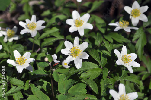 Spring flowering Anemone nemorosa