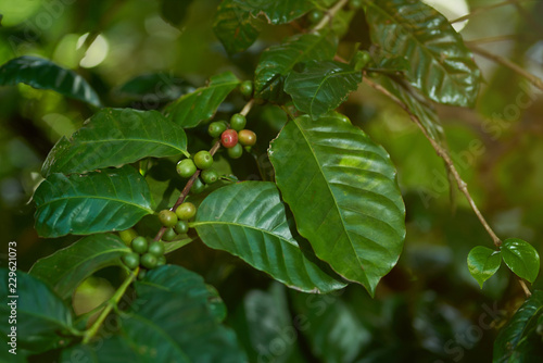 Wallpaper Mural Coffee farm theme Torontodigital.ca