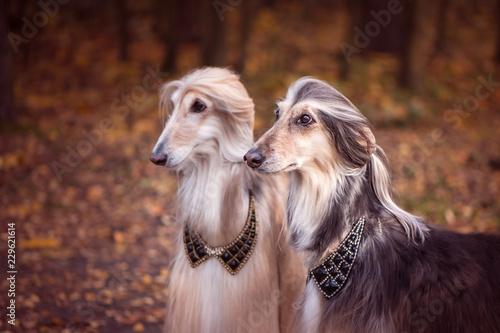 Two magnificent Afghan hounds  similar to medieval lords  with hairstyles and collars.Stylish  gorgeous dogs on the background of the autumn mystical forest