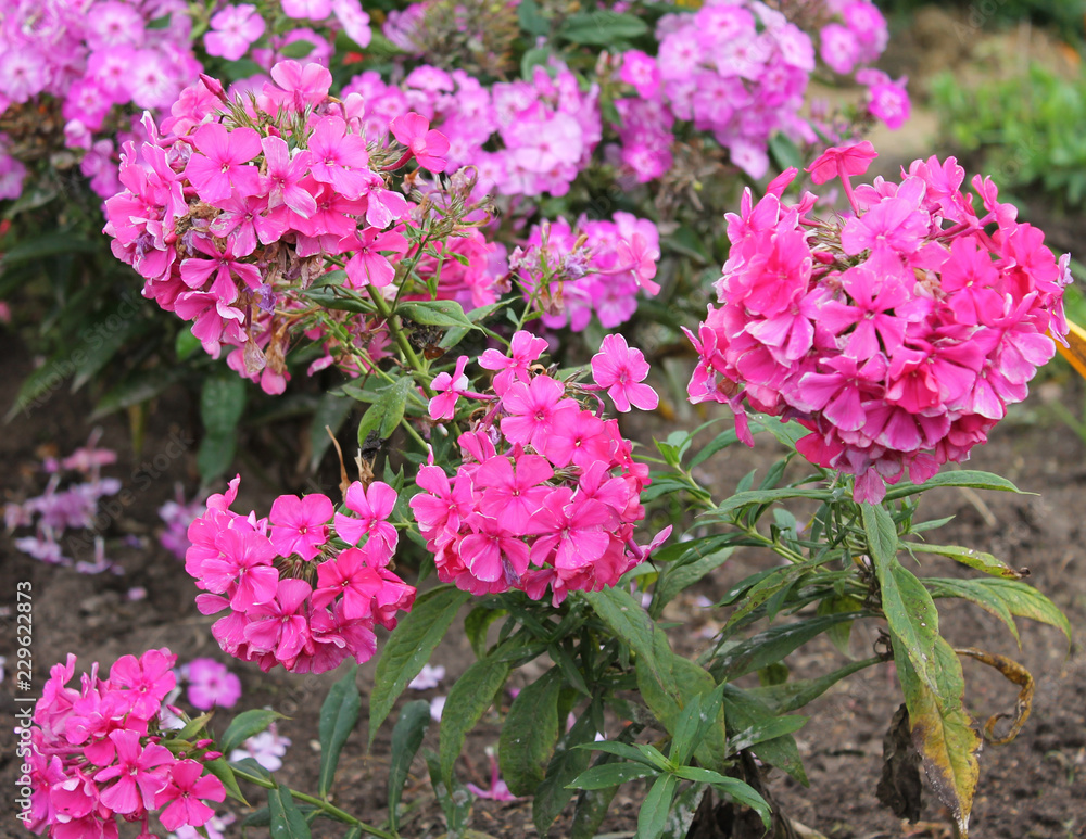 huge inflorescence of tender pink hydrangeas pleases our view. huge inflorescence of tender pink hydrangeas pleases our view.