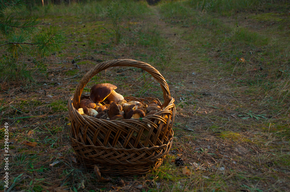 Fresh edible mushrooms in basket in the forest Fresh edible mushrooms in basket in the forest