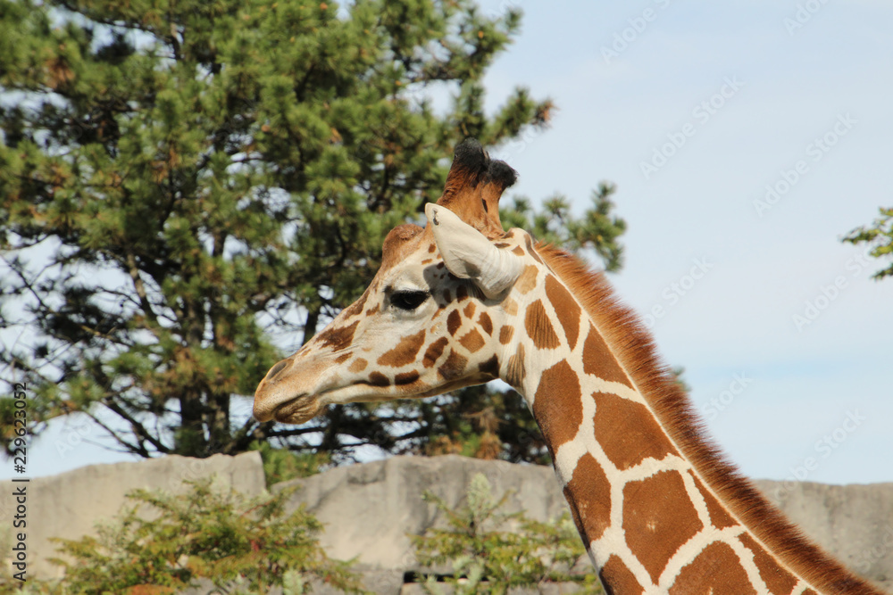 Obraz premium Regal Giraffe