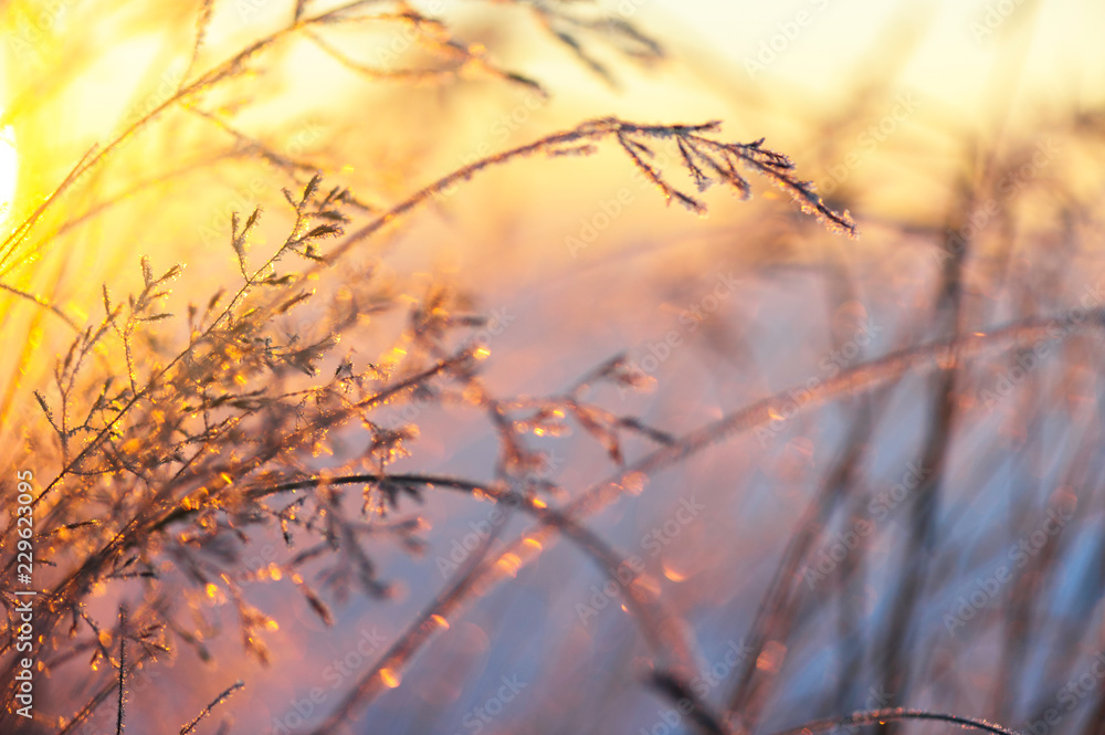 Frost and ice crystals on grass. Selective focus and shallow depth of field. Frost and ice crystals on grass. Selective focus and shallow depth of field.