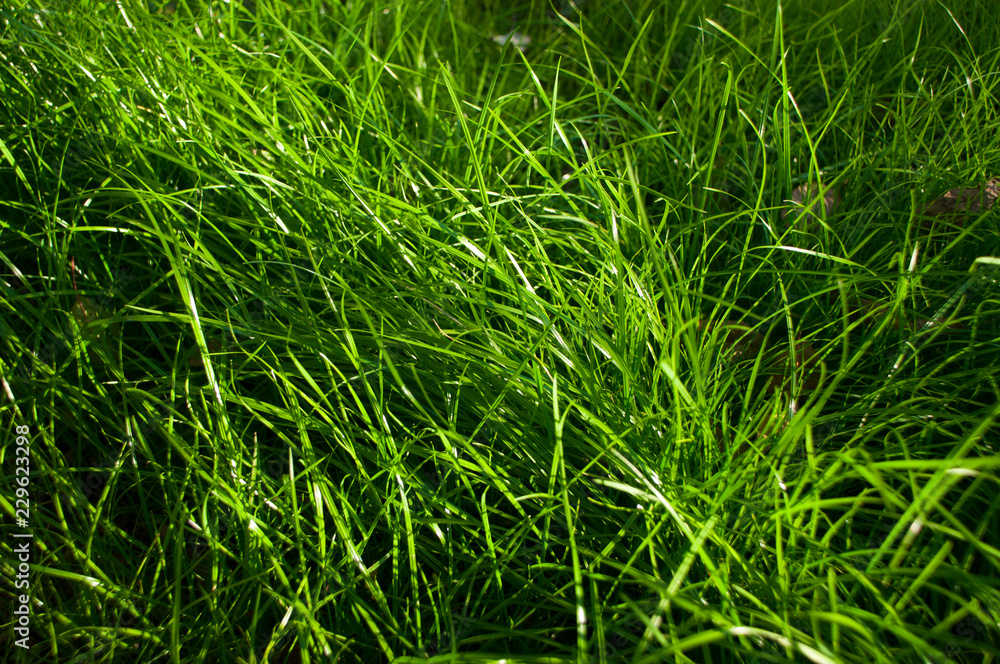 Green grass natural background texture. Grass for the background Green grass natural background texture. Grass for the background