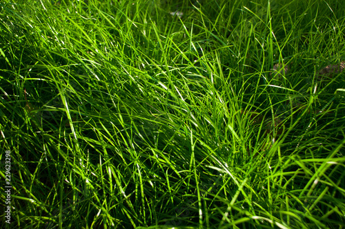 Green grass natural background texture. Grass for the background