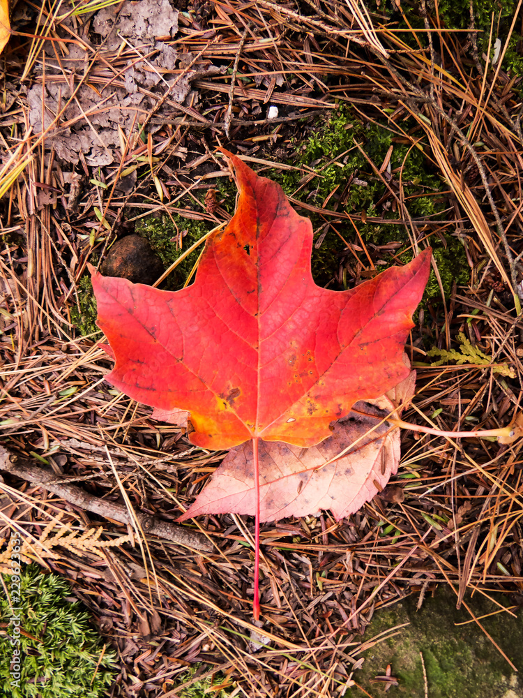 Red and orange dying leaf on the ground full of spines. Autumn 2018, Quebec, Canada. Red and orange dying leaf on the ground full of spines. Autumn 2018, Quebec, Canada.