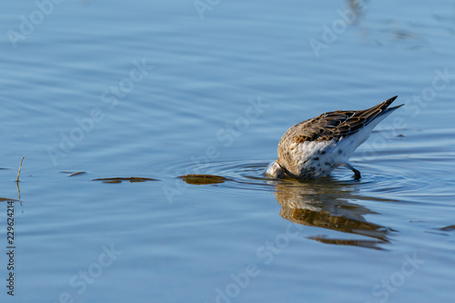 Dunlin (Calidris alpina)