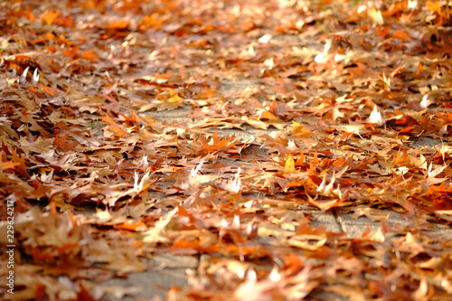 Background with fallen autumnal leaves